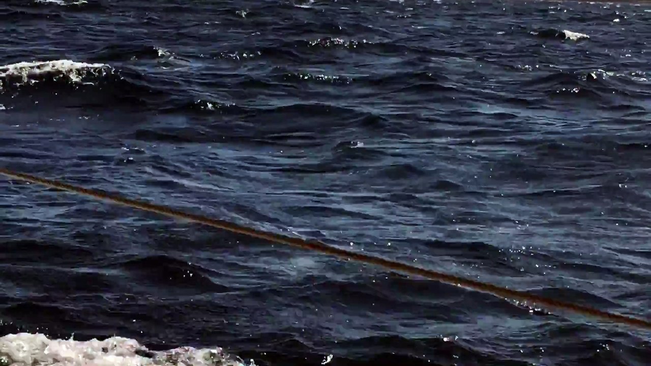 Close Encounters of the Whale Kind