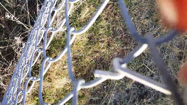 Rescuing a Deer From a Chain-Link Fence