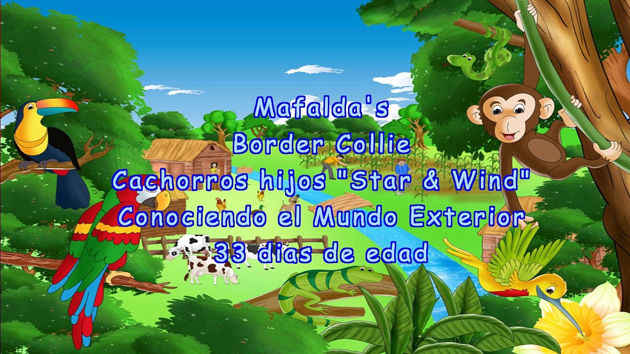 Cachorros  Star & Wind - 33 dias de edad