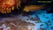 Amazing! Moray Eel vs Shark Giant Eel Hunting Animals Undersea by Dailyvideo 333   2017