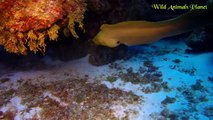 Amazing! Moray Eel vs Shark Giant Eel Hunting Animals Undersea by Dailyvideo 333   2017