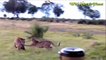 Most Spectacular Cheetah Attacks Compilation vs Lion, Leopard, Baboon, Ostrich, Hyena, Cro   2017