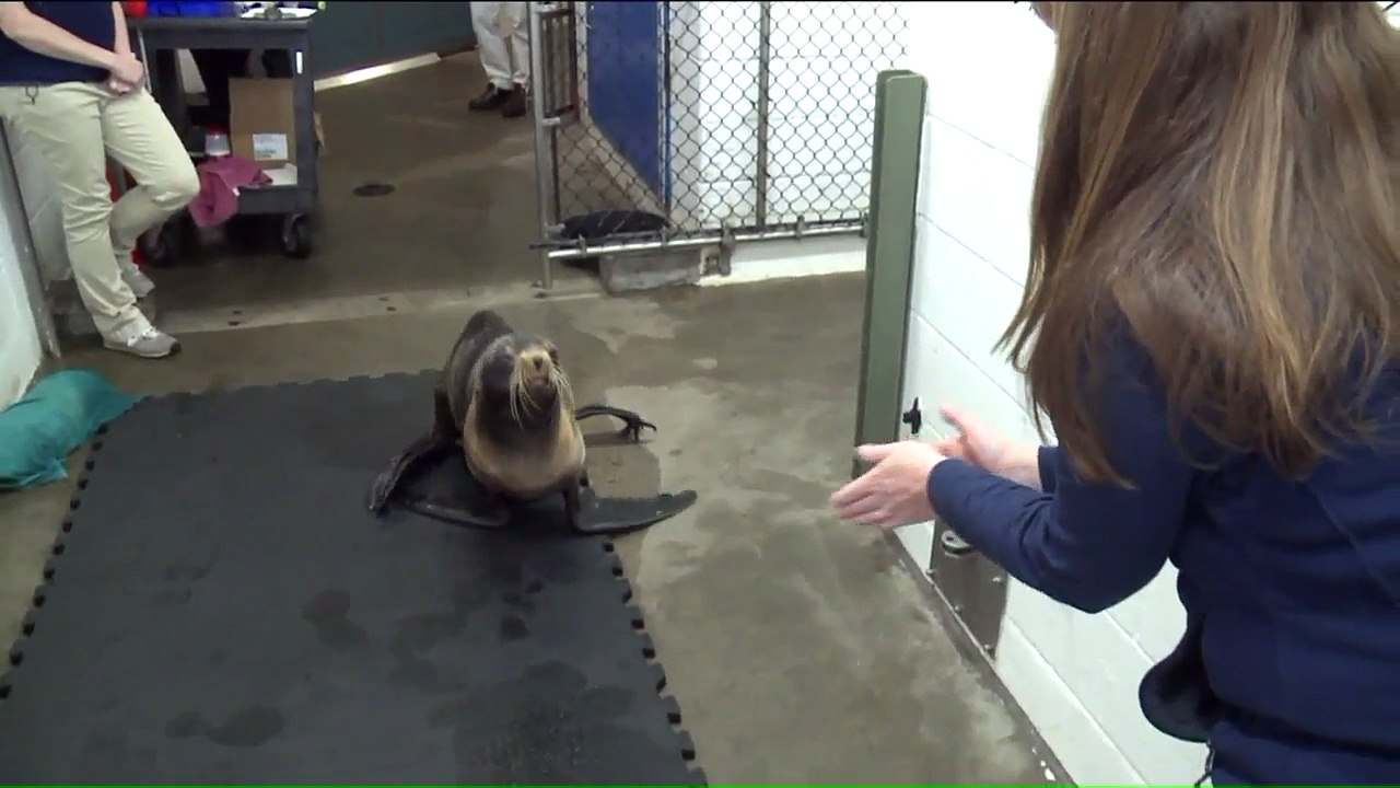 Seal Found Sick, Stranded on California Beach to Undergo Surgery in Connecticut