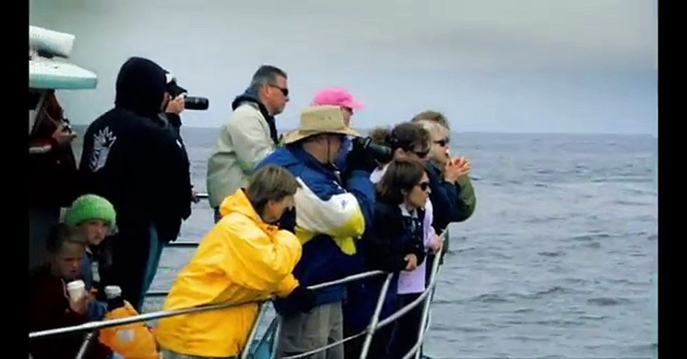 Killer Whale Attack ( Documentary )