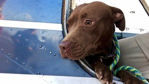 Hero  Pilot Takes Off From Burning Airport With Plane Full Of Puppies