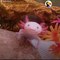 Cet animal mystérieux a le plus beau des sourires... Axolotl