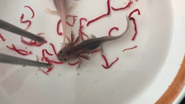 Elle nourrit ses adorable bébés axolotls, animaux mysterieux