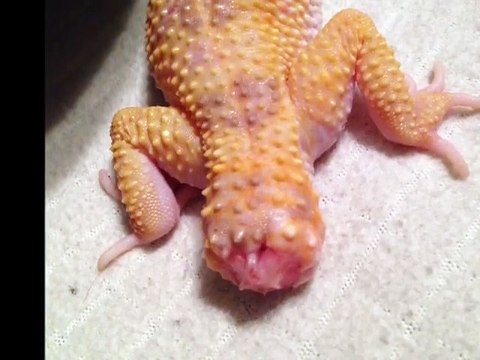 Il filme la régénération de la queue de son lézard gecko. Timelapse impressionnant