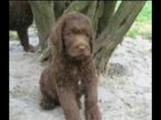 Labradoodle Breeder Puppies  Soo Cute