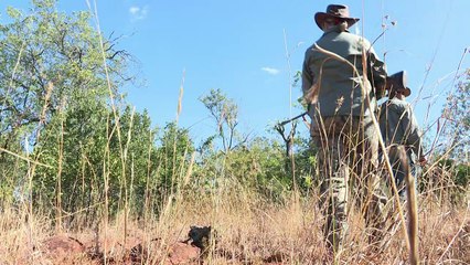 Washington réautorise l'importation de trophées d'éléphants
