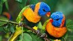 The beautiful pair of birds - Family of birds. They are very beautiful !
