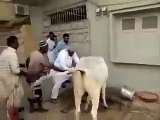 PAKISTAN: Barbaric and inhumane Islamic (halal) cattle slaughter gone wrong