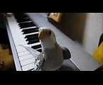 Cute Cockatiel Sing My Neighbor Totoro