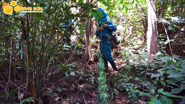 Mật ong rừng 2017- Hồi hộp chứng kiến cảnh ong rừng hung dữ bao vây thợ săn ong