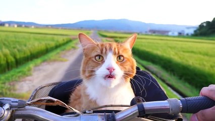 How I Trained My Cats