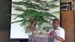 A day in the Life of Bonsai Iligan: Fire Tree first Touch from Rooting