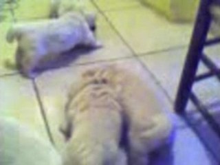 tous en ronde pour....le repas!!