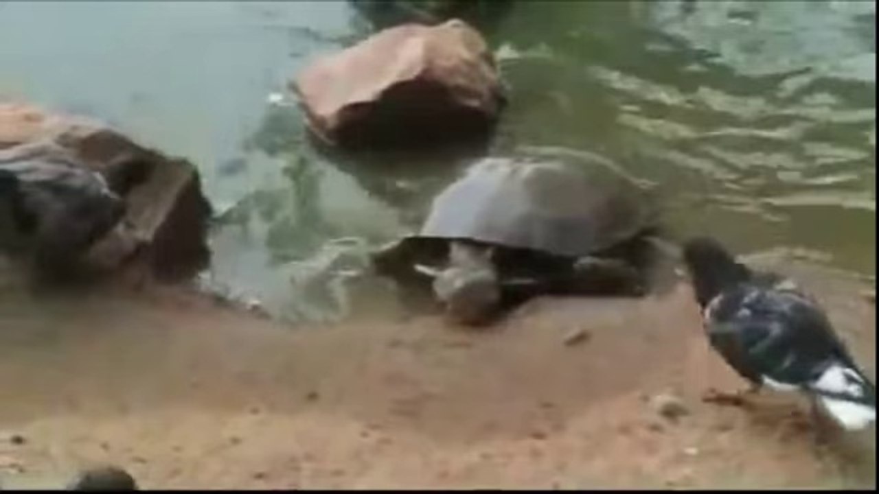 Incredible Turtle Hunting Crocodile ,Bird , Popcupine , Snakes  Extreme Animals Attacks
