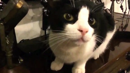 Kedi Niyeti Bozdu, Hedef Belli...