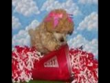 Poodle Puppies from Breeders