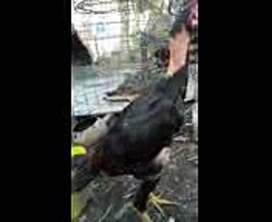 Gà  chọi  vạn  giã số  102 a thắng  0905618078