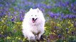 AMERICAN ESKIMO DOGS ! One of the best beautiful dogs in the world. They are very beautiful, very lovely and very cute.
