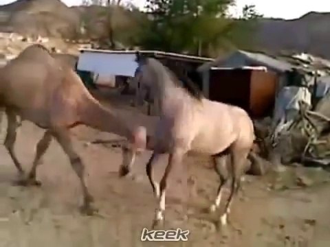 مؤثر وروعة .. اجتماع بعد فراق طويل بين حصان و جمل ( قمة الوفاء )