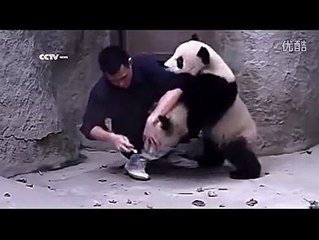 صغار الباندا يرفضوا اخذ العلاج لا يفوتك