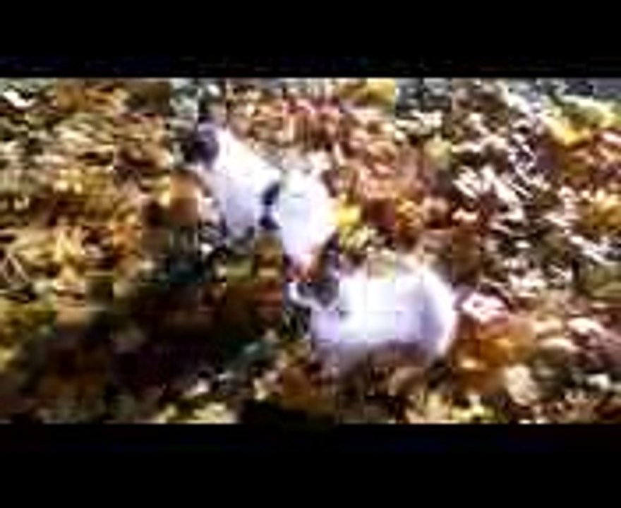 Chip and Dale - papillon rescue rangers )