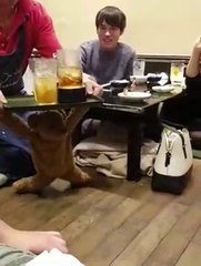 Se faire servir au resto par un ours en peluche... Serveur génial