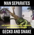 Cet homme aide un lézard piégé par un serpent