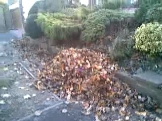 Keszter jumping in leaf pile