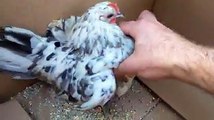 little bantam broody hen hatching by Taimoor...