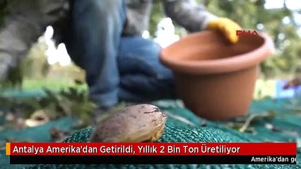 Antalya Amerika'dan Getirildi, Yıllık 2 Bin Ton Üretiliyor