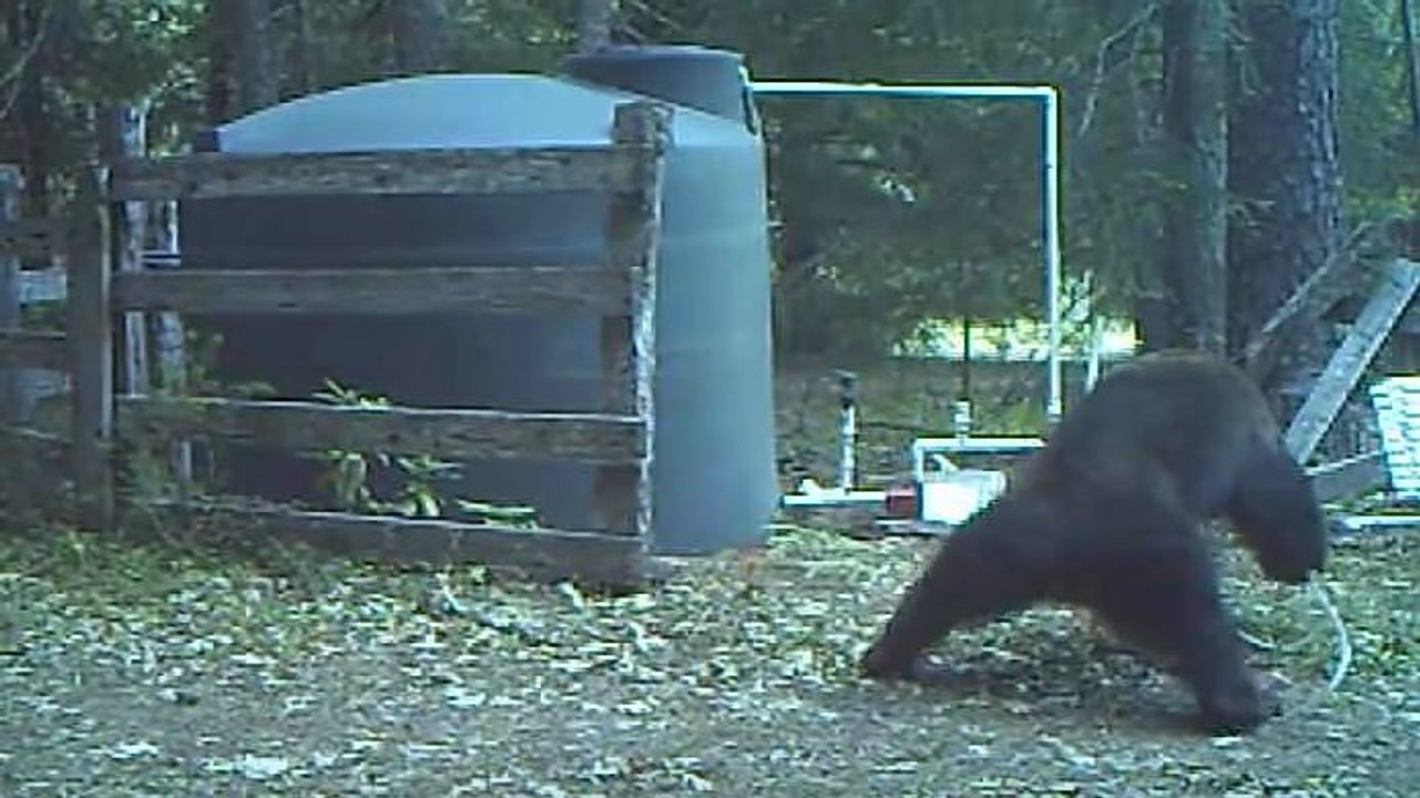 Un ours se fouette l'entrejambe avec un tuyau