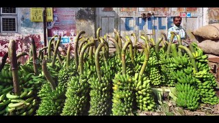 இந்த வகை வாழைப்பழம் நம் உயிரை பறிக்கும் - Morris Banana Shocking Facts - IBC Tamil