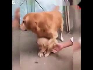 Anne kpek yavrusunu kimseye elletmedi