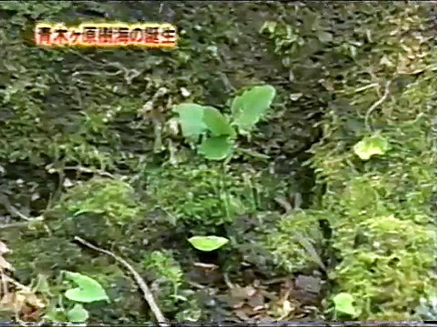 実録 青木ヶ原樹海 その奥 魔境の真実 Mysterious Forest Video Dailymotion