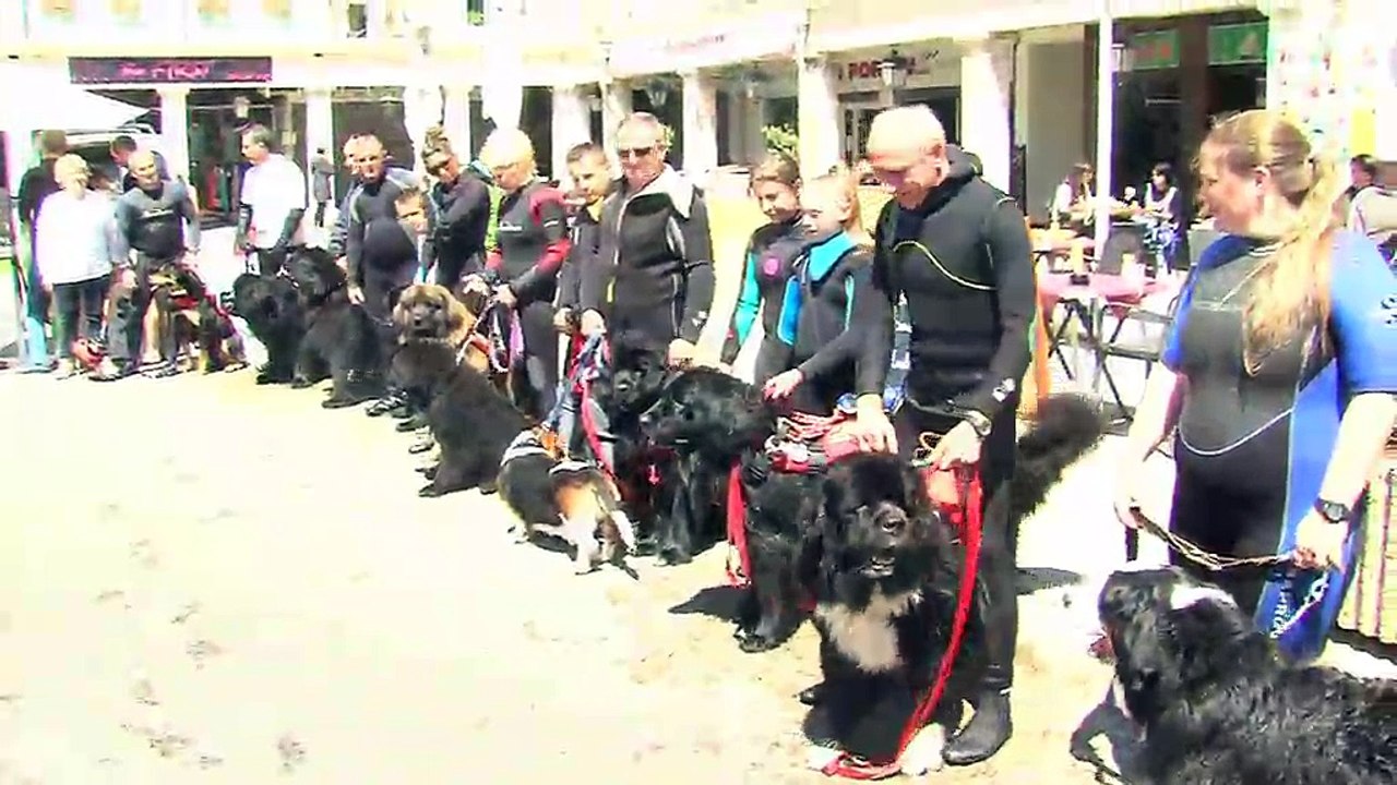 La démonstration des chiens Terre Neuve a enthousiasmé le public.