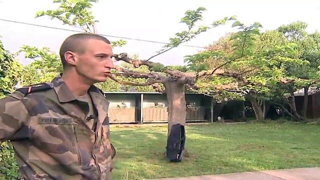 Regardez le reportage sur la fauconnerie de la base aérienne d'Istres.