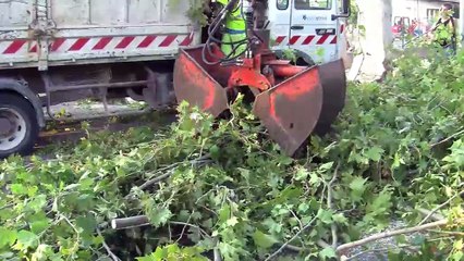 A Istres, les platanes devant l'école primaire Gouin ont été abattus