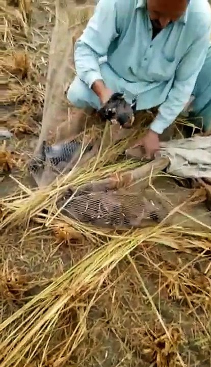 chire for Gujranwala