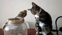 Aussi adorable qu'insolite : ce chat fait des câlins à un oiseau