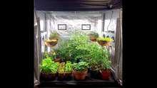 Best LED Grow lights 2017