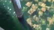 Des centaines de raies nagent ensemble sur Pensacola Beach, en floride