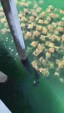 Des centaines de raies nagent ensemble sur Pensacola Beach, en floride