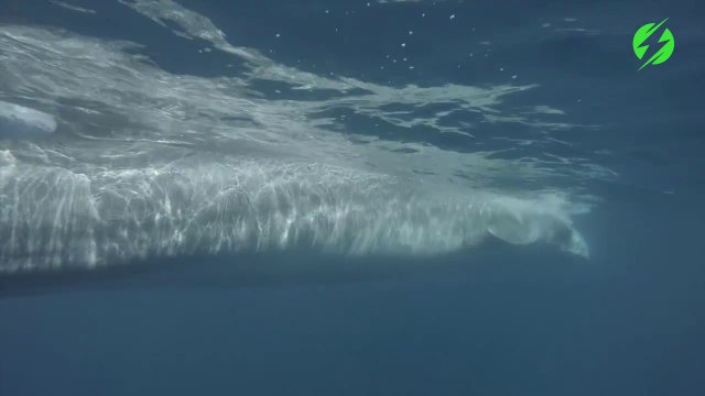 Ce plongeur nage à coté d'une baleine de la taille d'un train... Ecoutez sa réaction