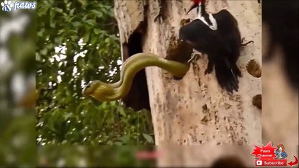 Cet oiseau courageux n'a pas peur des serpents... Pic vert VS Serpent