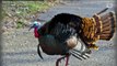 The FAA Can't Stop People From Throwing Live Turkeys Out Of Planes