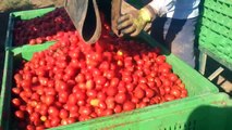 Modern Agriculture Equipments Tomato Processing Technology - Tohumdan Sofraya Automatic Tomato Line